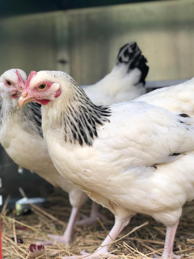 Al Giardino Degli Etruschi Pensionat Chiusi Eksteriør billede